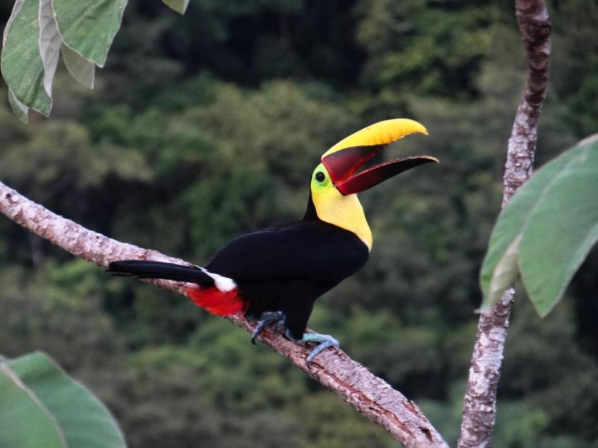 Hotel Gaia & Reserve- Adults Only Nationalpark Manuel Antonio